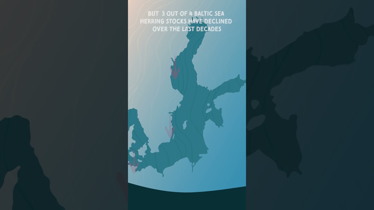 Baltic Sea forage fish  - small fish with a big impact #balticsea