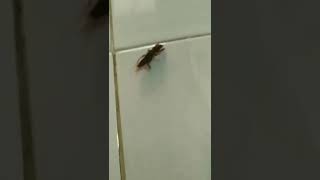 Download lagu Ga'ang 😁😁😁 #shorts #gaang #orongorong #molecricket #anjingtanah mp3