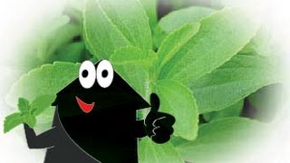 Stevia: come coltivarla e avere un super DOLCIFICANTE NATURALE nel tuo appartamento