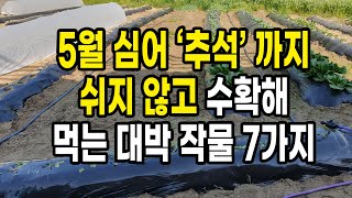 5월에 심어 추석 까지 쉬지 않고 수확해 먹는 대박 작물 7가지