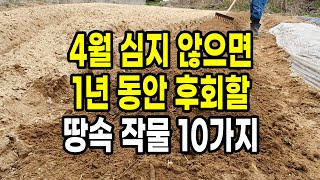 4월에 심지 않으면 1년 동안 후회할 땅속에서 자라는 작물 10가지