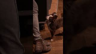 Rufus Wainwright In The Studio Ft. Sigfried