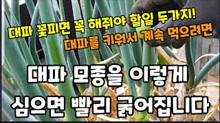대파 이렇게 심으면 빨리 굵어지고 몆년간 계속 먹을수 있어요! #대파심는방법 #대파모종심는방법 #대파거름주는…
