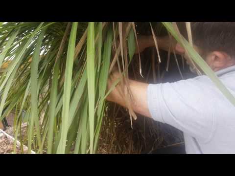 download lagu mp3 mp4 Cordyline Champagne, download lagu Cordyline Champagne gratis, unduh video klip Cordyline Champagne
