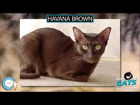 Havana Brown 🐱🦁🐯 EVERYTHING CATS 🐯🦁🐱