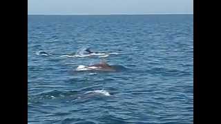 preview picture of video 'Bottlenose dolphins off New Quay (Welsh: Cei Newydd)'