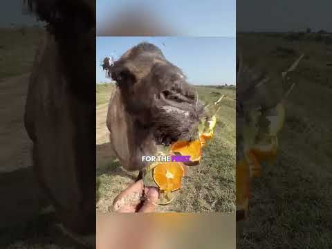 🐪 Cămila asta a devorat totul! 😱🌵🍊