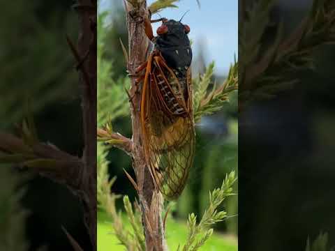 Touching a Cicadas Eye 2021 Cicada