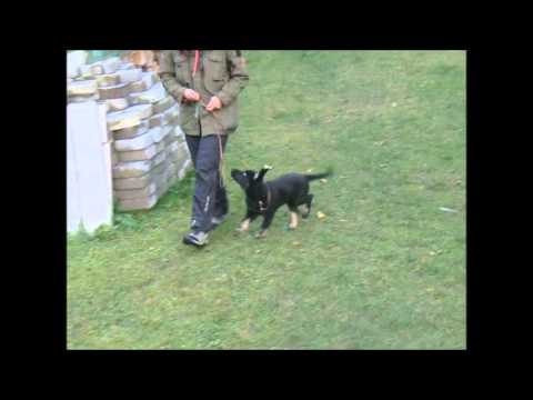 Bam-Bam von Pike´s Spirit - 10. Woche