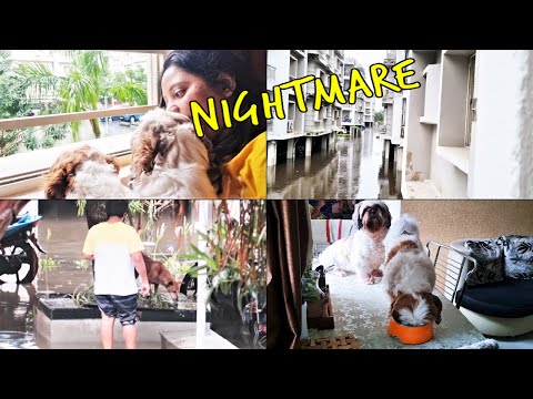 Living Nightmare - Stuck inside apartment with puppies Video
