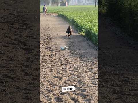 super fast greyhound dog #greyhound #shikari #greyhound_racing  #bride #panjab #racing #shikar