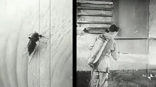 Operazione DDT - Guerra alla malaria in Sardegna 1948/1950