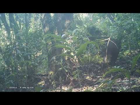 臺灣爺蟬棲地也拍攝到長鬃山羊的身影