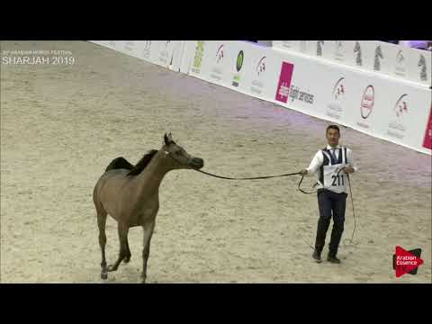 N 211 D NAYEL   Sharjah International 2019