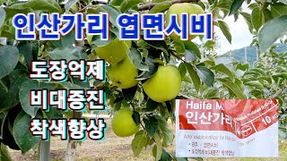 인산가리 엽면시비(도장억제,비대증진,착색향상)
