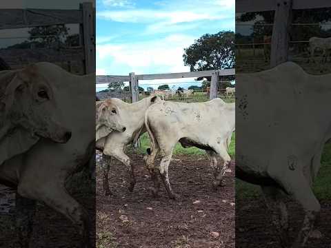 Novilha a venda ✅ Araguapaz -go R$: 2900 #compras #vendas #roca
