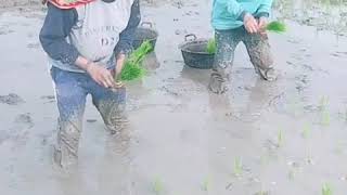 Download lagu Tiktok terbaru 2020 .Dua cewe yang lagi viral yang asik menanam padi sambil bergoyang😅 mp3