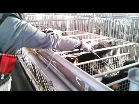 Video una cavalletta con vermi Influenza su helminths