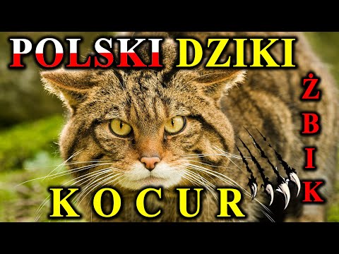 Czy Zabija Jelenie? - ŻBIK - Ekstremalnie Rzadki Kot