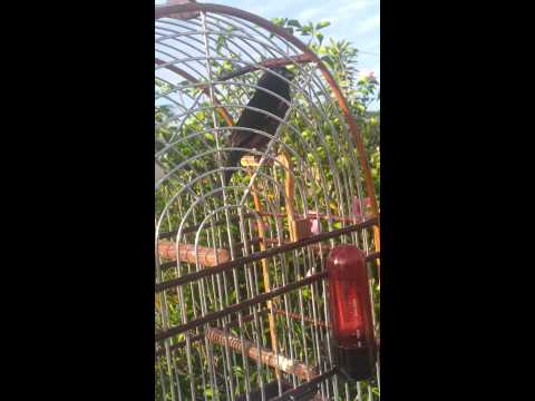 Picolette chant Oyapock et locale Brésil .