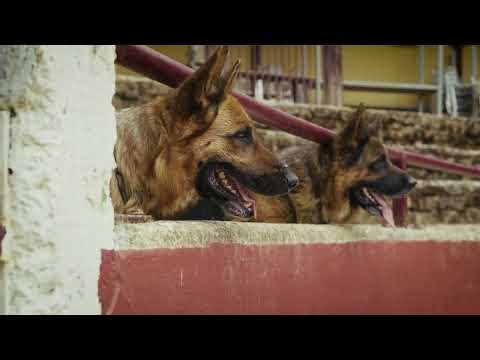 Raimundo El Canastero - La Mandanga