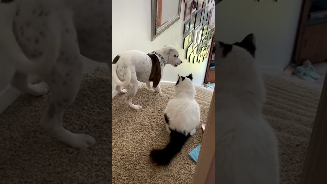 Funny Dog Becomes Scaredy Cat Around Family's Feline!