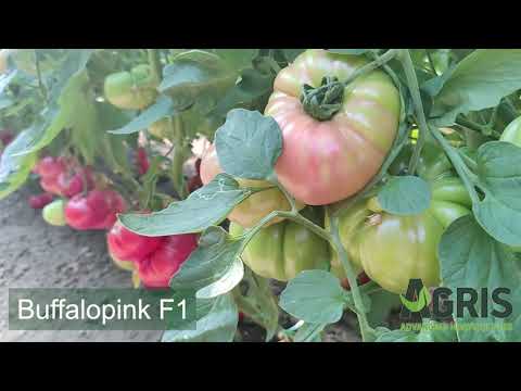 Buffalopink F1 - Cultura de tomate roz laTărcaia, Jud. Bihor, fermier Doru Zaha