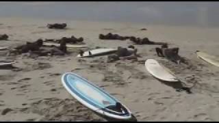 preview picture of video 'Escola de Surf (Carnota/Muros)'