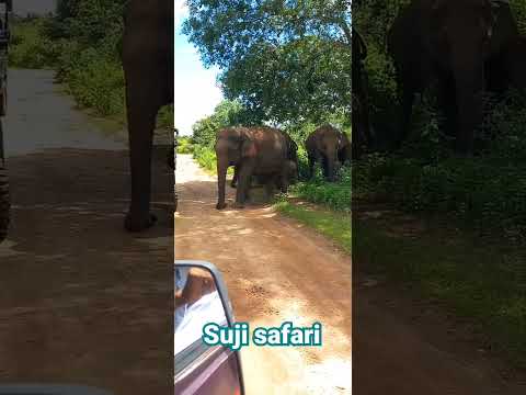 [Elephant🐘] suji safari udawalawa sri lanka contact whatsapp-94 76 40 13 120