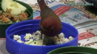 Finch Diaries - Senegal Fire Finch And Egg Food, Feb 11, 2015