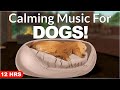 12 Hours Of Calming Music For Your Dog