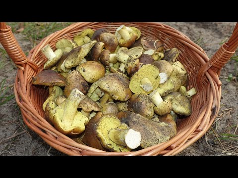 Jak rosną GĄSKI ZIELONKI?