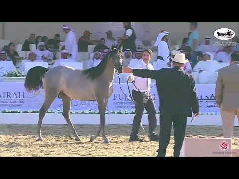 N 22 D ASERAH   Fujairah AH Championship 2022   Yearling Fillies Class 1B