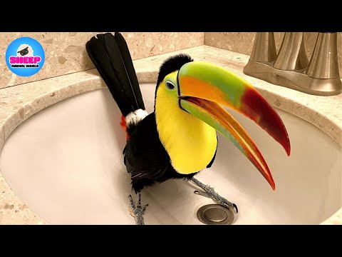 This Toucan Was Dying in a Cage… Until We Gave Him a Second Chance