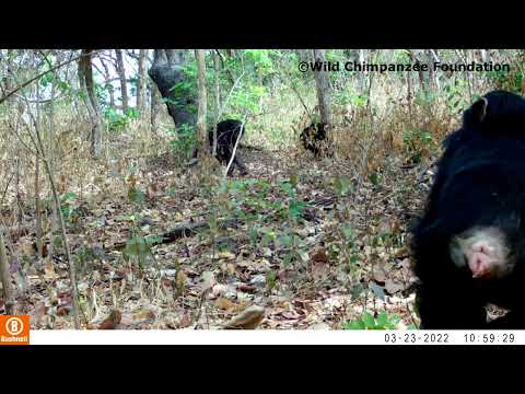 Critically endangered western chimpanzees in Guinea