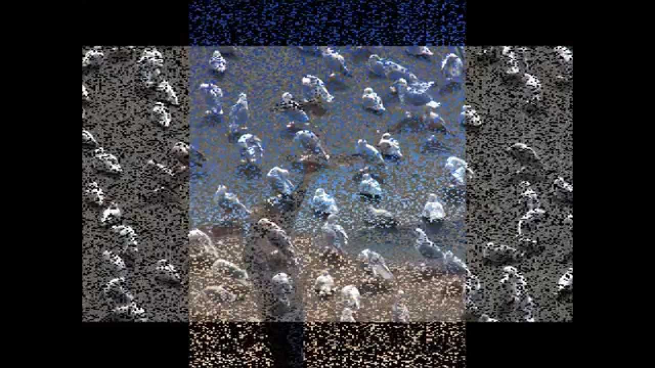 FOR THE BIRDS music-video