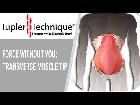 Force Without You: Transverse muscle tip