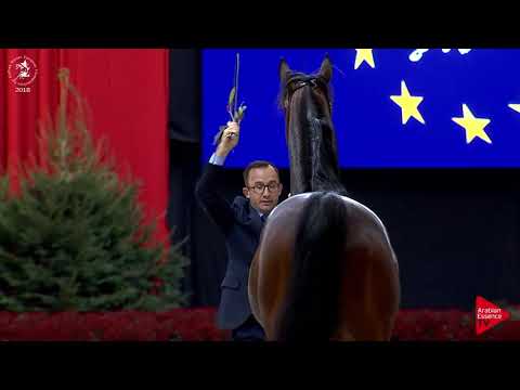 N.179 EQUATOR - Lier 2018 - 8-10 Years Old Stallions (Class 13)