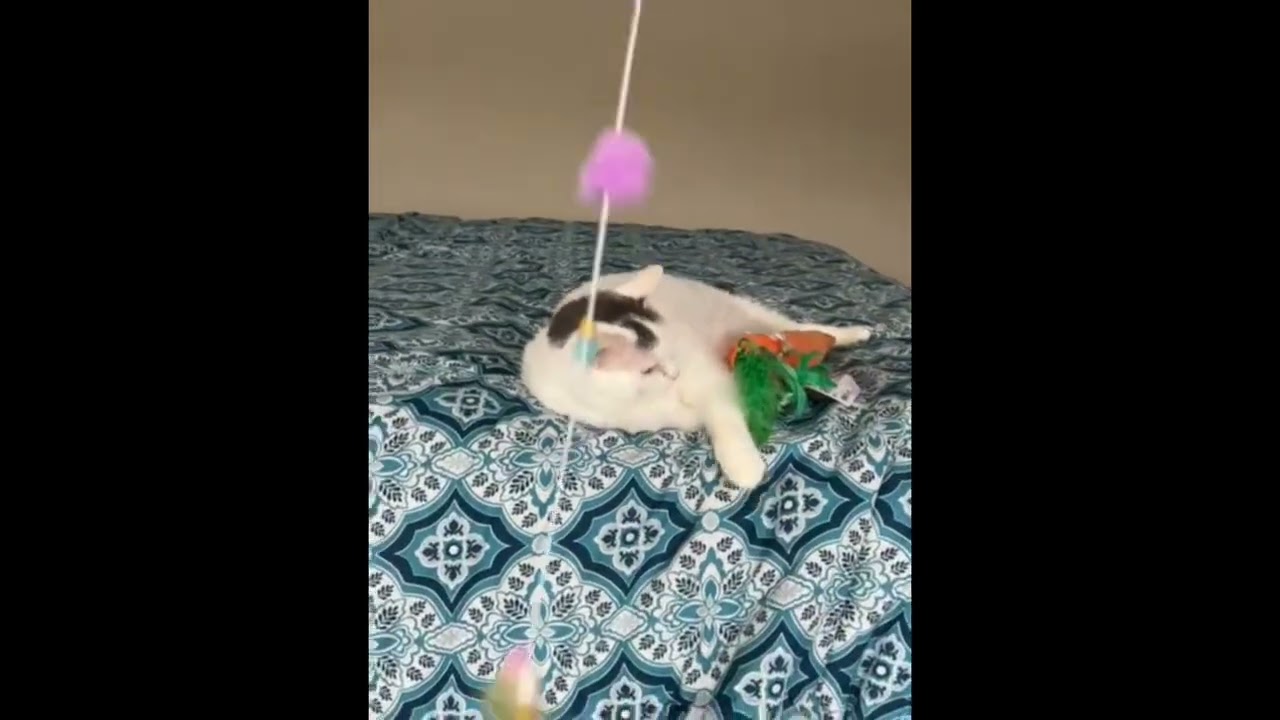 Enlarge Artemis, a Adoptable Domestic Short Hair in Toronto, ON video 6/6