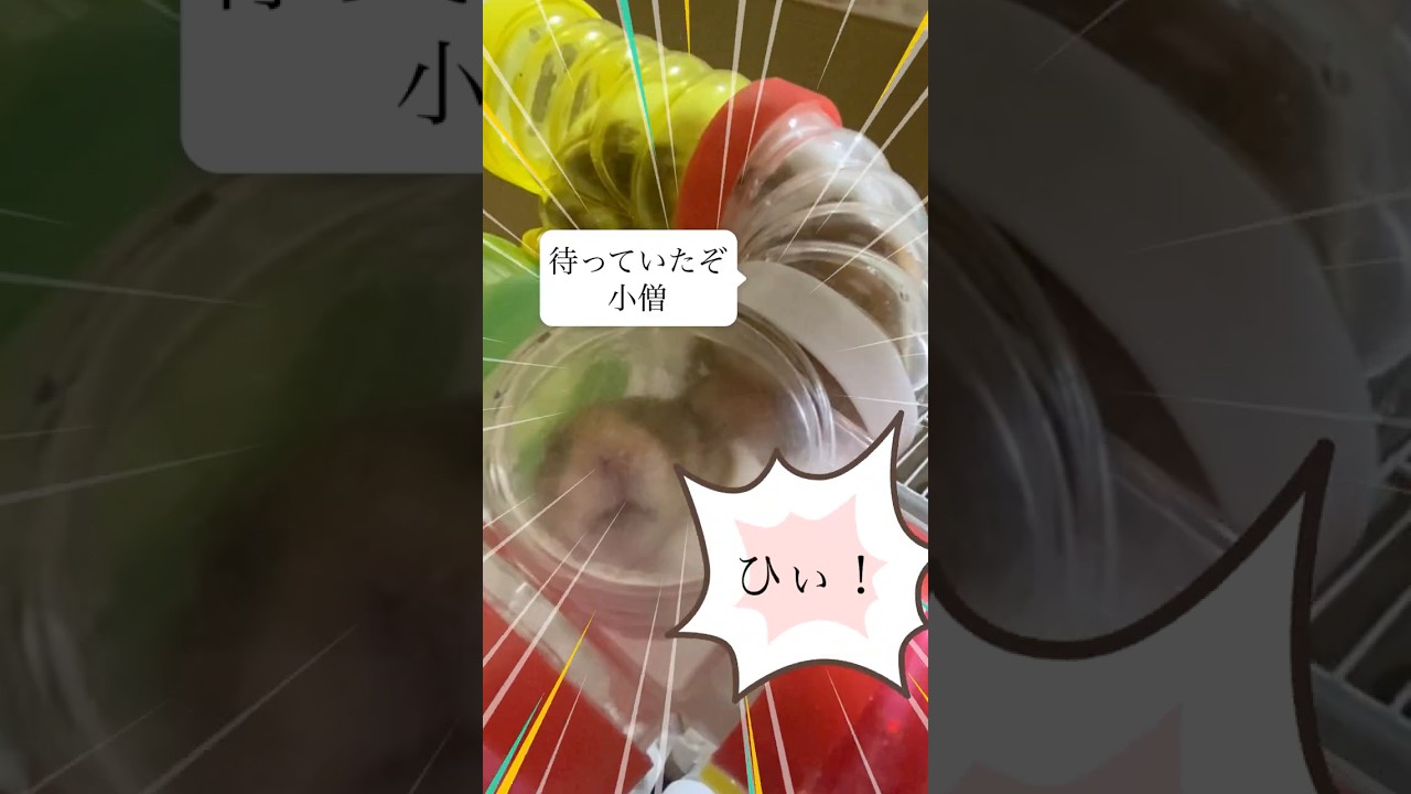 【縄張り争いのハムスター】 #ゴールデンハムスター #ハムスター #ゴルハム #hamster #かわいい #小動物 #癒し #ペット #パイプ #縄張り争い #北斗の拳 #サウザー