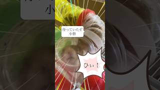 【縄張り争いのハムスター】 #ゴールデンハムスター #ハムスター #ゴルハム #hamster #かわいい #小動物 #癒し #ペット #パイプ #縄張り争い #北斗の拳 #サウザー