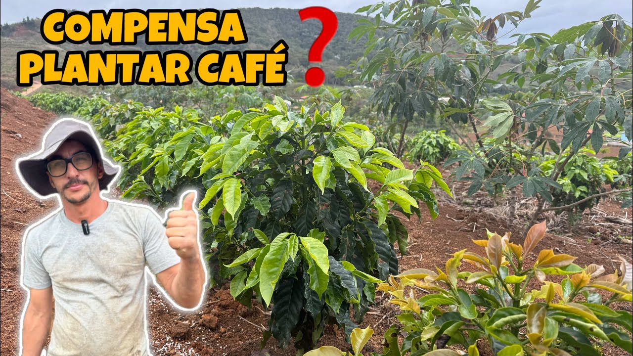 CAFÉ!  QUASE 1 ANO DEPOIS DO PLANTIO