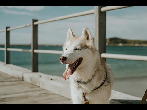 Be the Wolf Climbing the Hill | Stay Strong & Keep Going