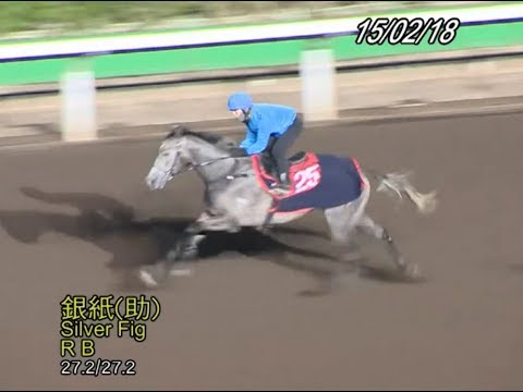 R4 好彩波幅 銀紙 Lucky Volatility Silver Fig