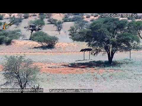 Namibia: Live stream in the Kalahari Desert