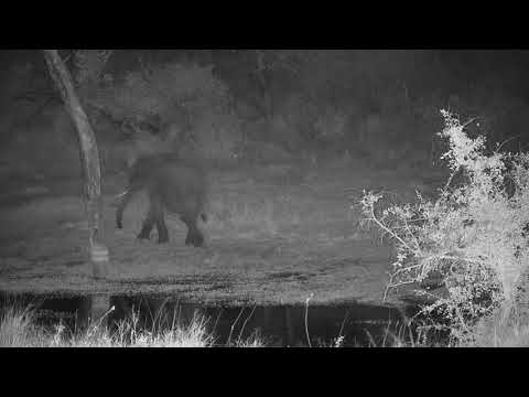 Djuma: Lone Elephant - 21:59 - 06/14/21