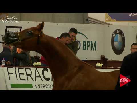 N.25 CORONEK LC - Gran Prix Fieracavalli 2017 - 2-3 Years Old Colts (Class F)