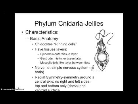 Sponges and Jellies Lecture