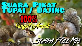 Download lagu 🔴🔴🔴SUARA PIKAT TUPAI / BAJING 100% SANGAT AMPUH mp3