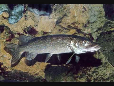 J.Nohavica - Kapr, Halo,halo